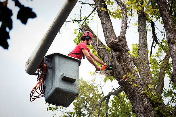 Best Tree Trimming and Pruning  in Ceres, CA